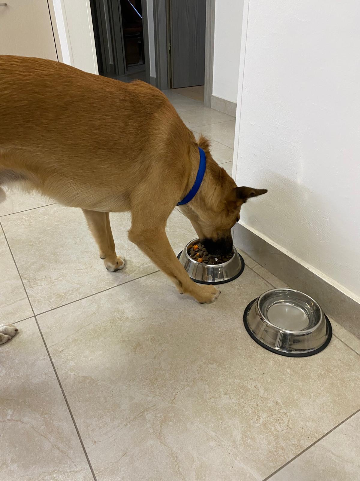 Orthopedic Adjustable Elevated Dining System