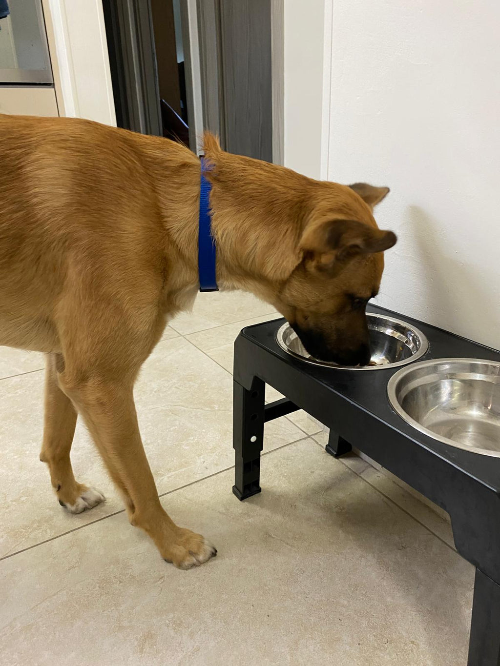 SpineLift™ Posture Safe Elevated Dog Feeder