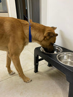 SpineLift™ Posture Safe Elevated Dog Feeder
